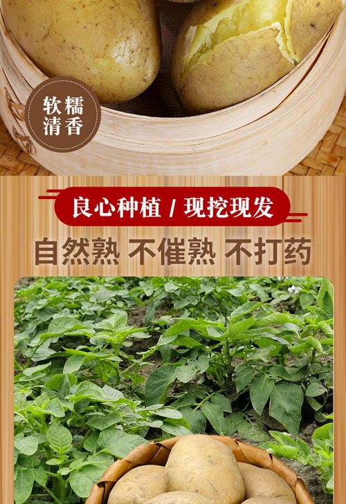 山東黃心土豆 農家自種的營養寶藏